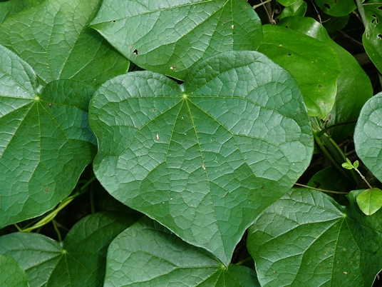 {Menispermum canadense}